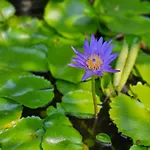 Exclusive Balinese Pool In Pattaya