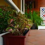 Guest house Seedling House Pattaya