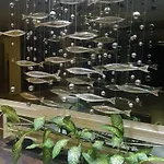 Hotel Garden Paradise 3*