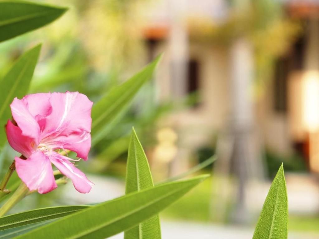 รีสอร์ท Rose Bay 3*