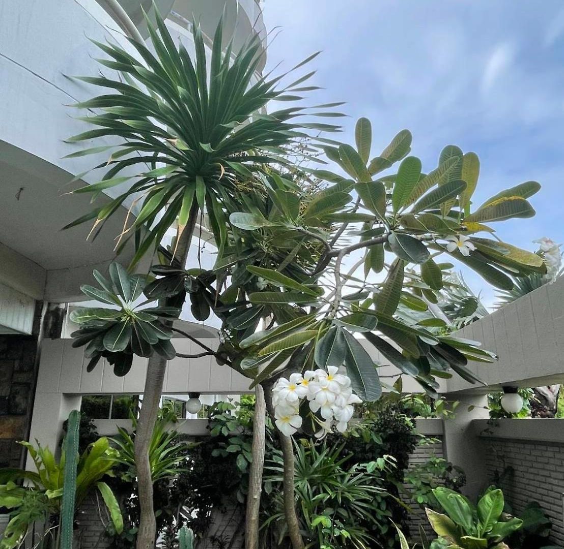 Garden Paradise 3*