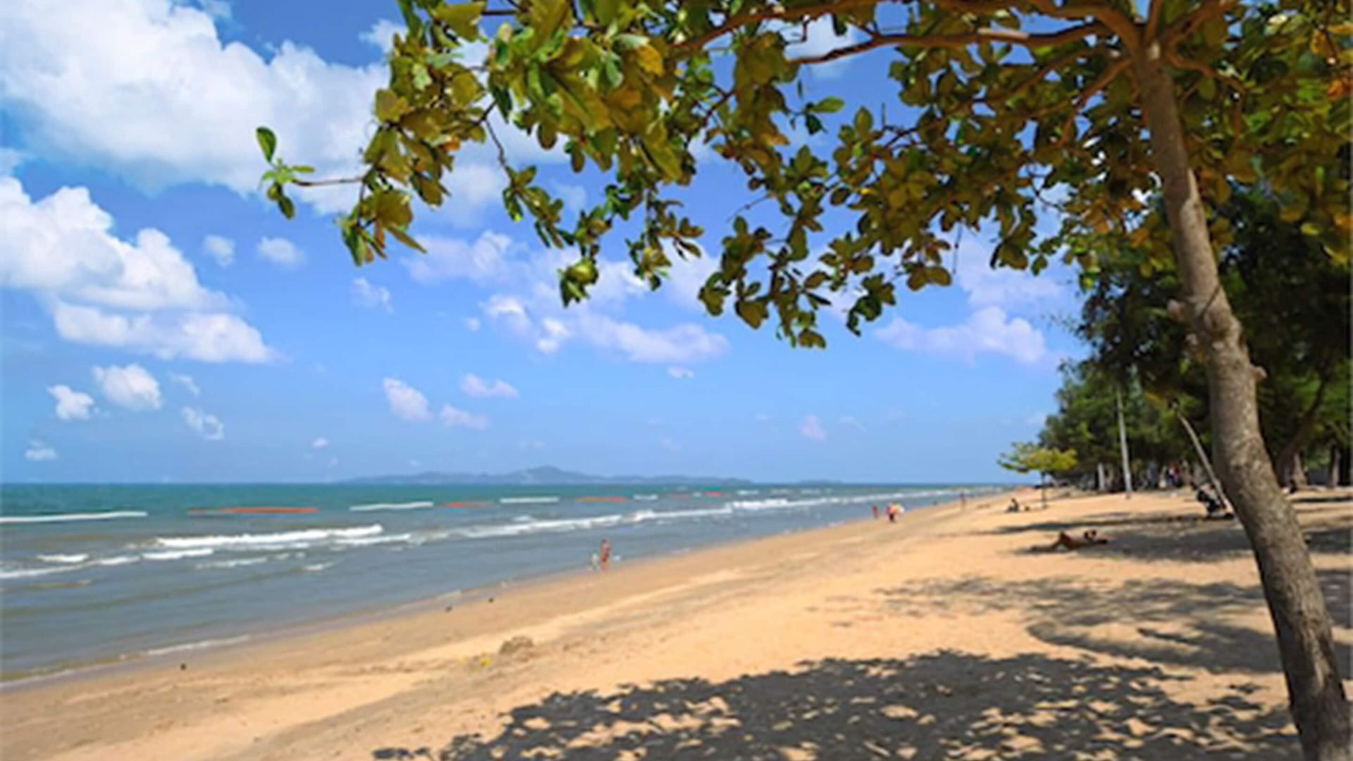 Rabbit 4*