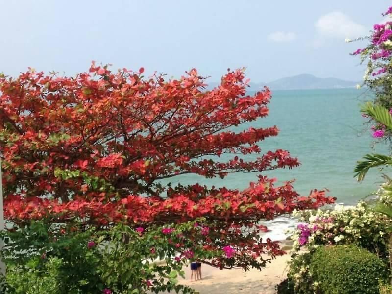 Majestic Pool * Pattaya
