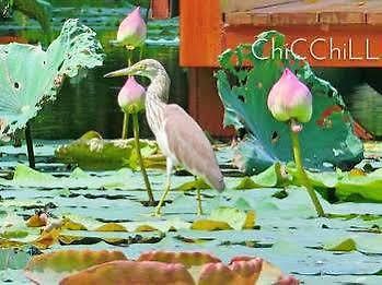 Chic+ Chill @eravana รีสอร์ท