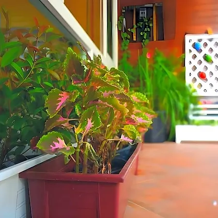 Seedling House 2* Pattaya