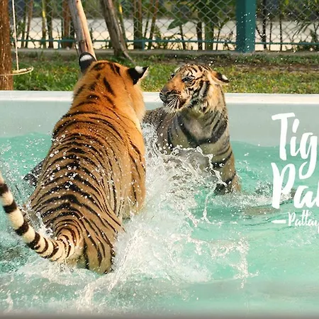 Amazing Tropical Family Thai Style Costs Included Pattaya