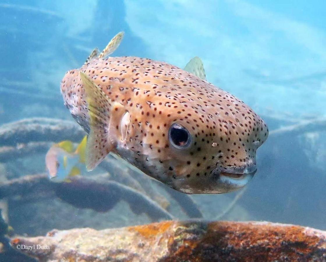 Villa *city~house* 芭堤雅豪华泳池别墅近步行街