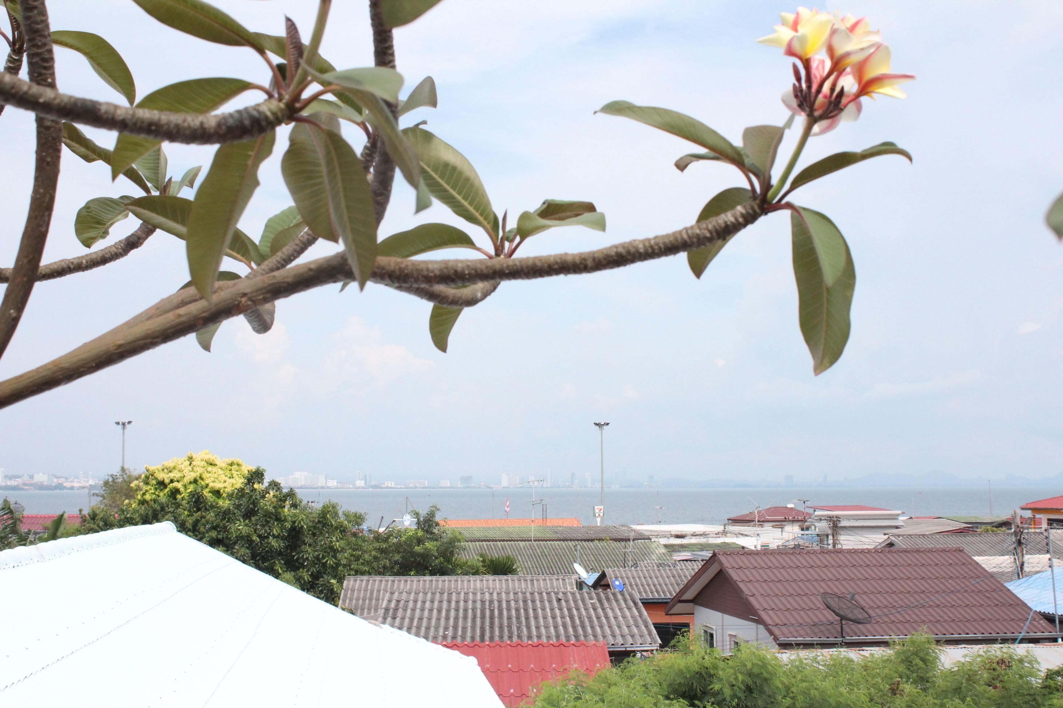 Bee Orchid Pool Hotel Ko Lan