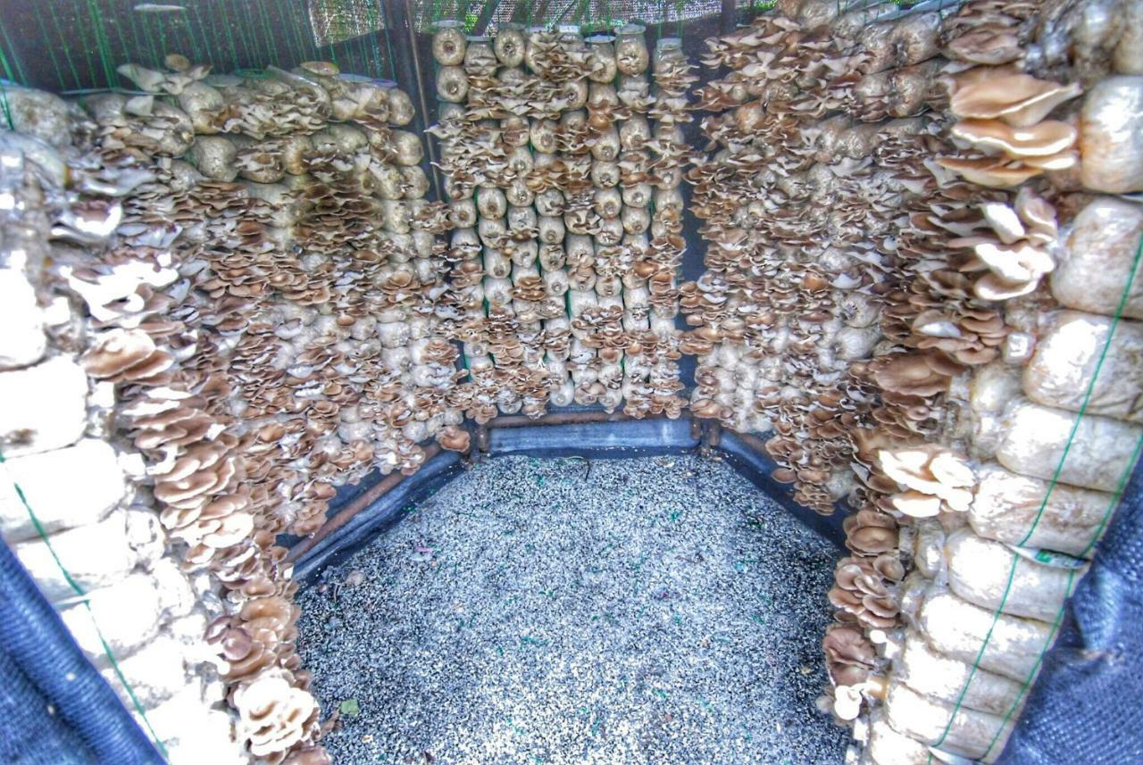 Tempat peranginan Birds And Bees 3*