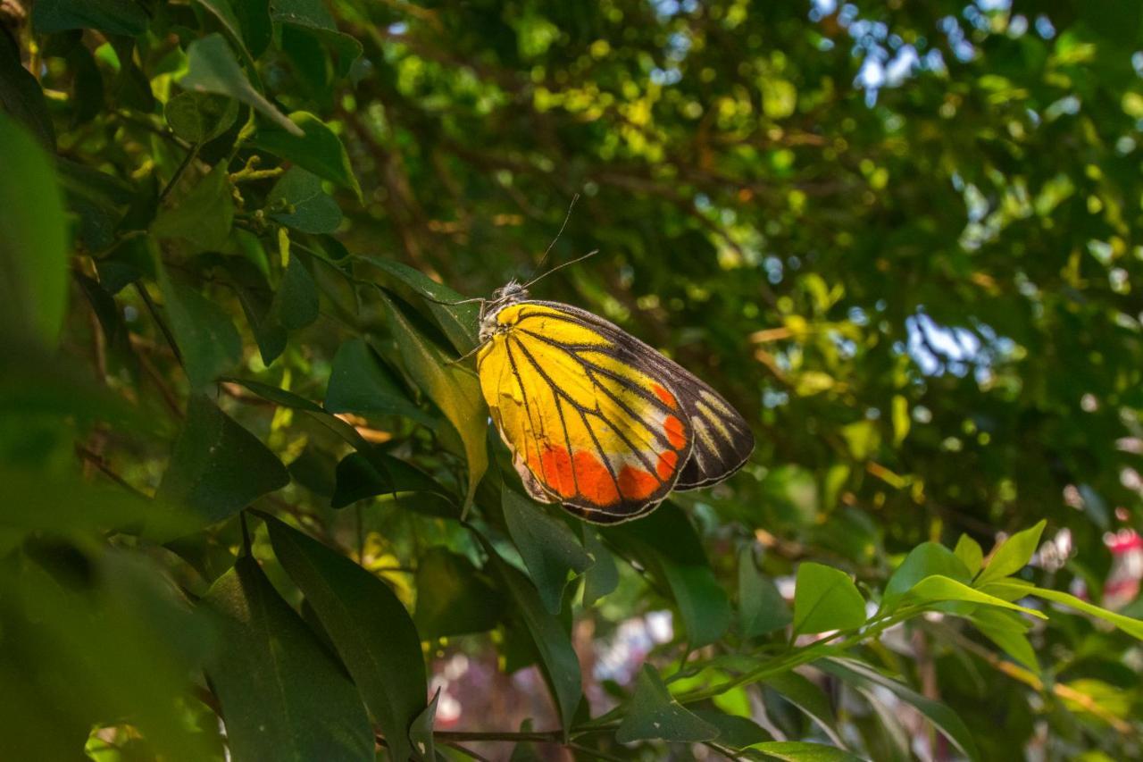 Resort Natural Park Pattaya