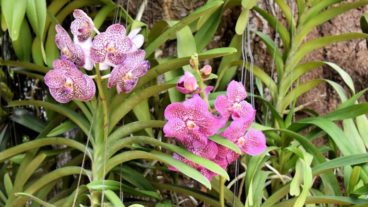 Orchid Garden Beach Resort