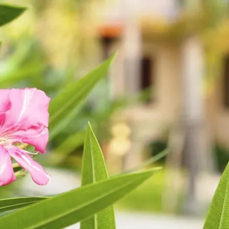 Resort Rose Bay 3*