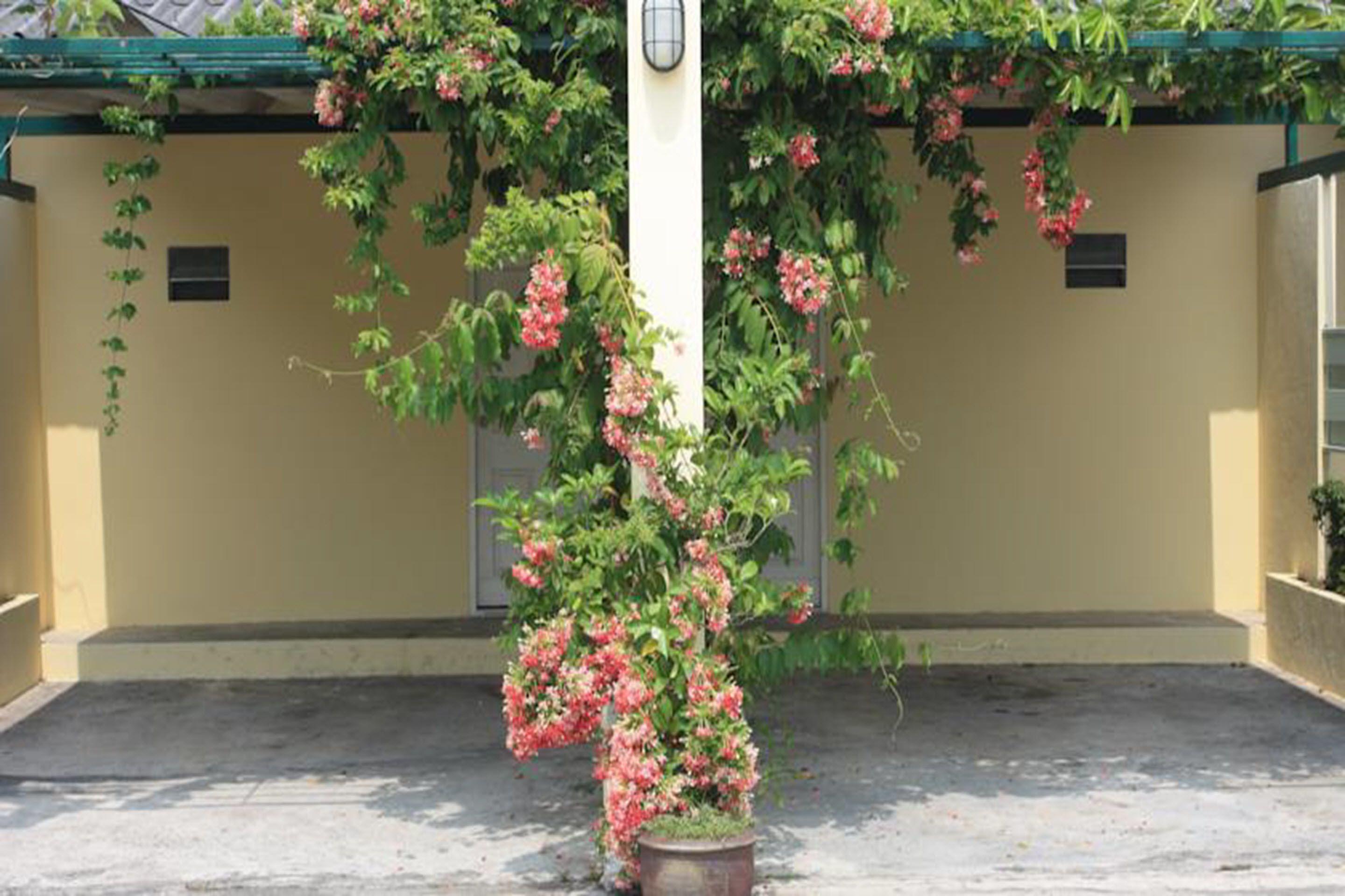 Money Resort Pattaya