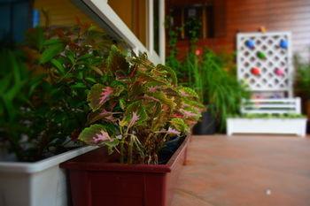 Guest house Seedling House Pattaya
