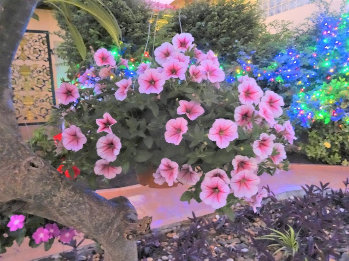 Butterfly Garden Boutique Residences By Frasier: Luxury Lifestyle Aparthotel Pattaya