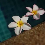 พระตำหนักวิลล่า 10 ห้องนอน พร้อมสระว่ายน้ำส่วนตัว