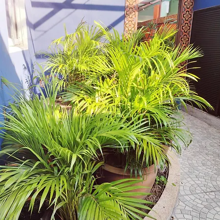 Villa Orchid Meet Pool *